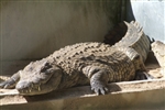 Mauritius - La Vanille Crocodile Park 